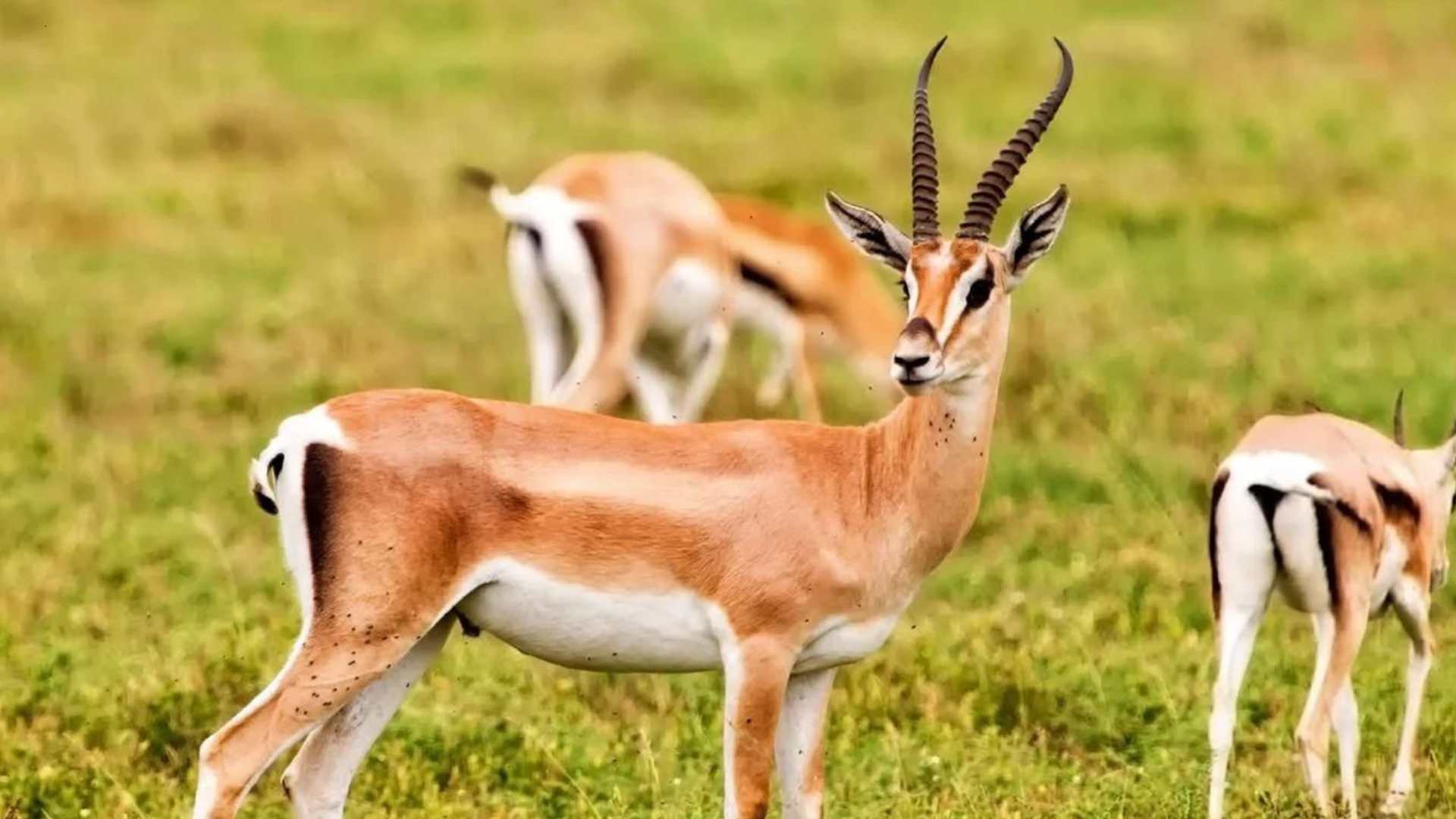 Au départ d'Agadir ou Taghazout : Visite du parc national du Souss Massa